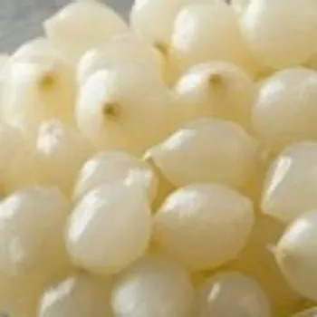 Common Frozen Onion