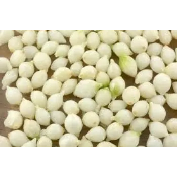 Common Frozen Onion.