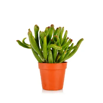 Common Frozen Beans