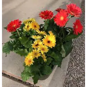 Rare Gebera Flower