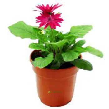 Organic Gebera Flower