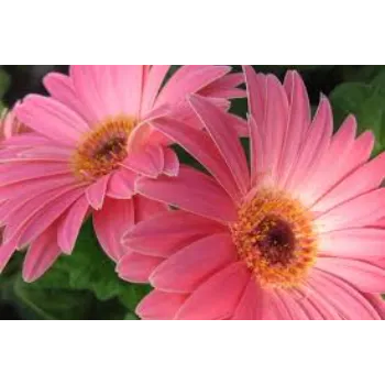 Gebera Flower