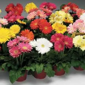 Natural Gebera Flower