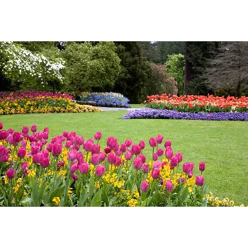 Garden Flower