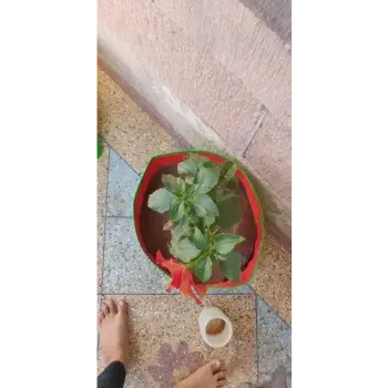 Fine finishing Garden Bag