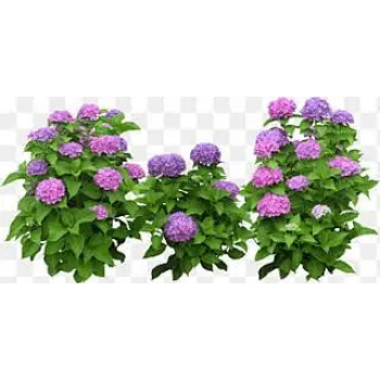 Organic Garden Flower