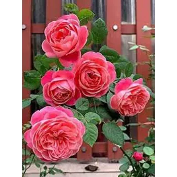 RAJESWARI NURSERY red Garden Flower