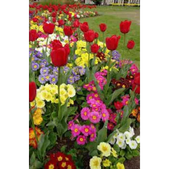 Natural Garden Flower