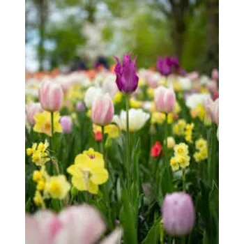 Natural Garden Flower