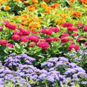 colorfull Garden Flower
