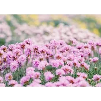 pink  Garden Flower