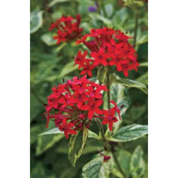 Garden Flower