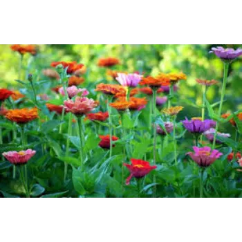 A.p. Flower Mart  Garden Flower