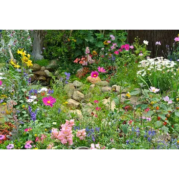 Garden Flower