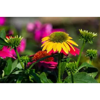 Common Garden Flower