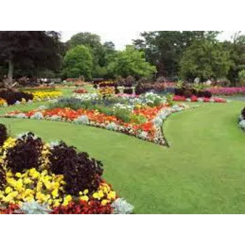 Organic Garden Flower