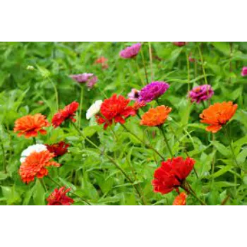 Natural Garden Flower
