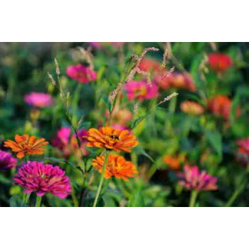  Garden Flower