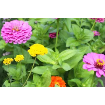 Natural  Garden Flower
