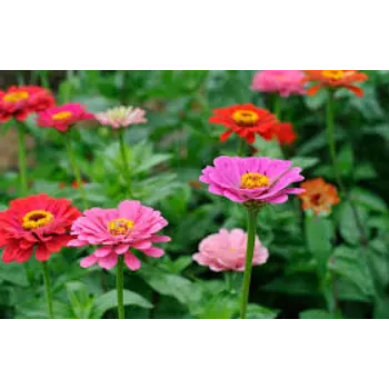 Rare Garden Flower