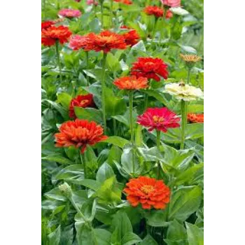 Fresh  Garden Flower