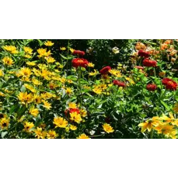 Organic Garden Flower