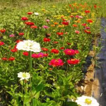 Common  Garden Flower