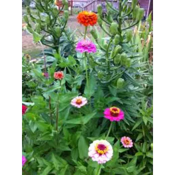 Natural  Garden Flower