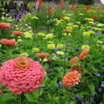 Natural  Garden Flower