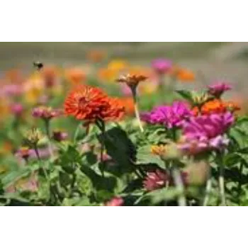 Organic Garden Flower