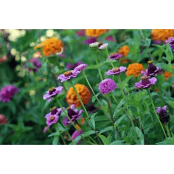 Garden Flower