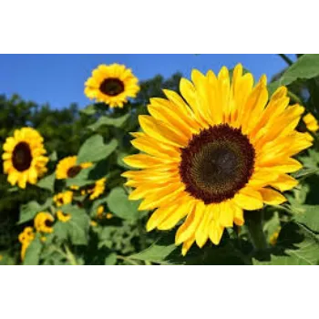 Fresh  Sunflowers
