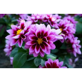 Fresh Garden Flowers