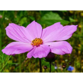Organic Garden Rose Flowers