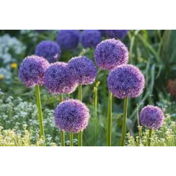 Natural Garden Flowers
