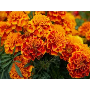 Fresh Marigold Flowers