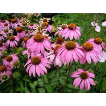 Fresh Pink Lily Flowers