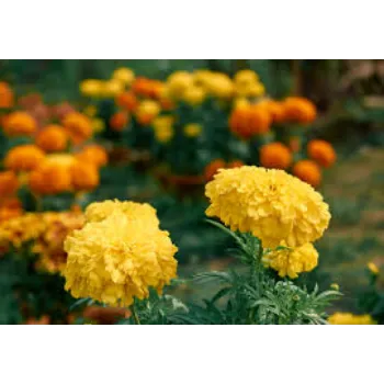 Fresh Marigold Flowers