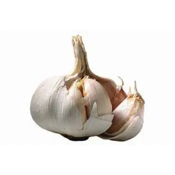 Garlic