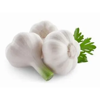 Garlic