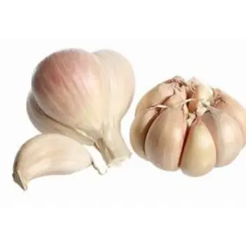 Garlic