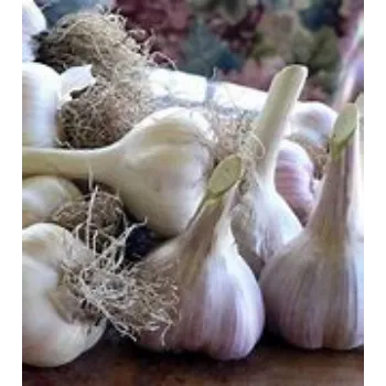 Garlic