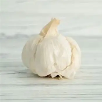 Garlic