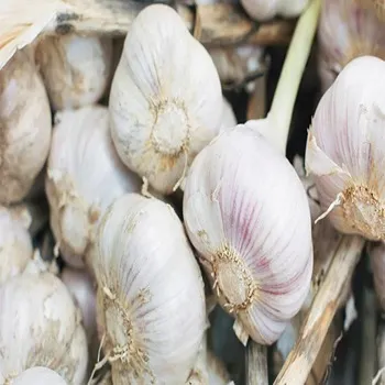 Garlic Oil Capsules