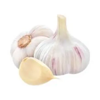 Common Garlic