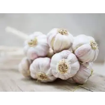 Common Garlic