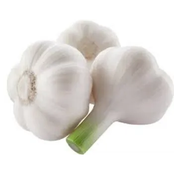 Organic Garlic