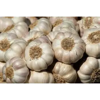 Common Garlic