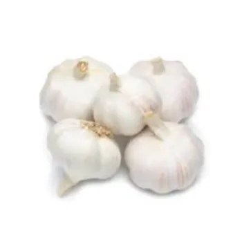 Common Fresh Garlic