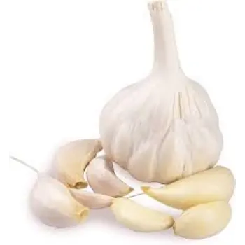 Common Garlic